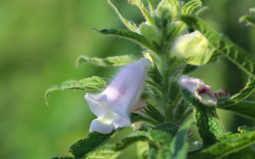 胡麻ってどんな植物なの？