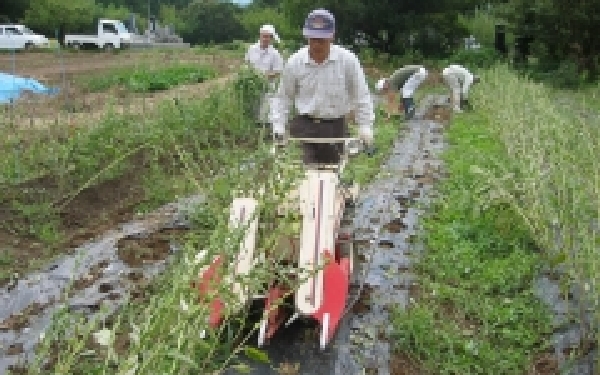 収穫（9月～10月）