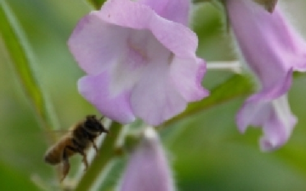 開花（7月～8月）