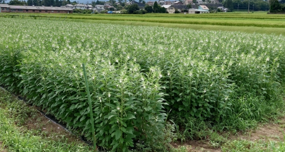 国産ごまの​栽培​